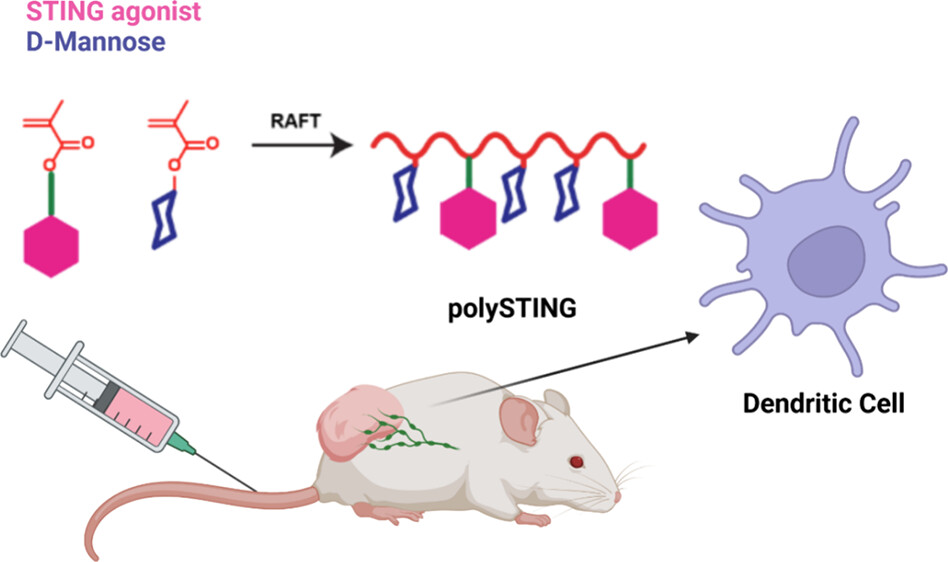 Patrick Stayton, @SuziePun & team developed a novel polymer for targeted STING agonist drug delivery to dendritic cells, a key mediator of immunity, for cancer immunotherapy NEW #ASAP Read it here: go.acs.org/8LD