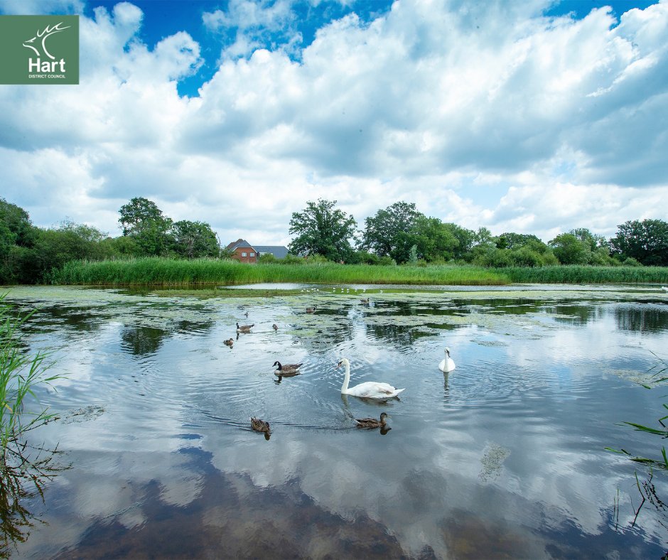 Did you know two thirds of all freshwater species are found in ponds? The ranger team manages many ponds in the district, from the largest lake in Hampshire to small woodland ponds, supporting a wealth of wildlife, including Great Crested Newts Common Frogs and Dragonflies.