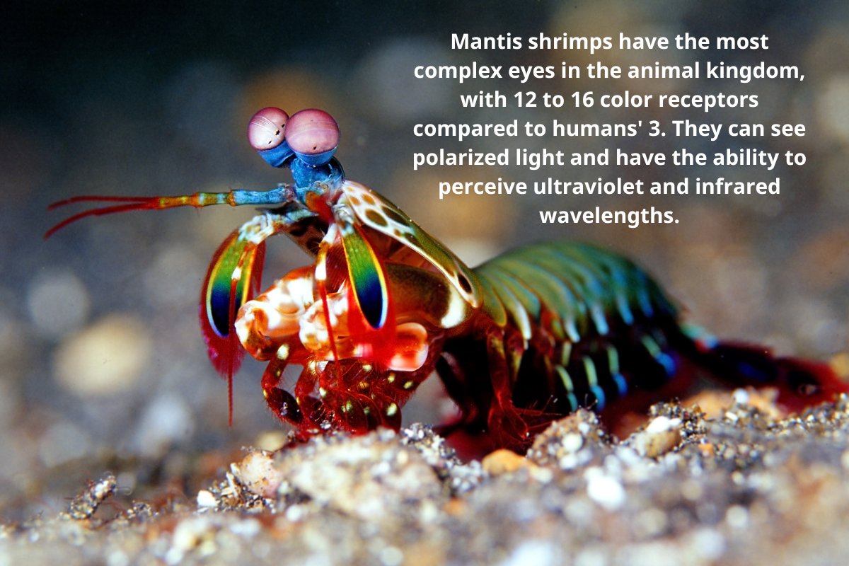 Fin fact of the day! 🤔🦐 #marinelife