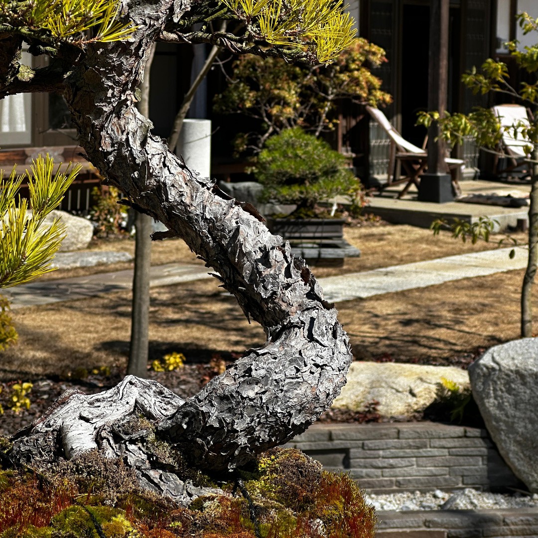 adam_bonsai tweet picture