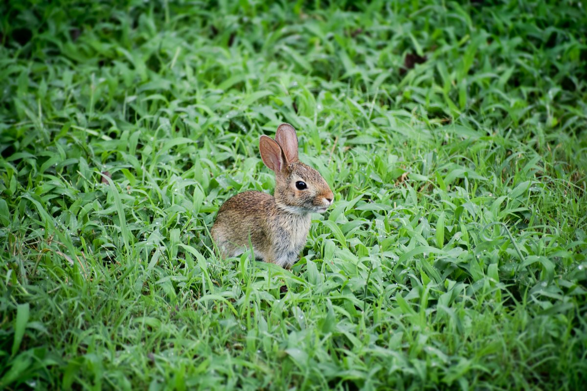 Join Oakley Hall for its Spring Scavenger Hunt! Explore the grounds to hunt for all the items to receive a sweet, sweet Easter Egg! 🥚 Priced at £5.00 per child. No bookings are required. Simply turn up on the day and hunt away! oakleyhall-park.com/spring-scaveng… #LoveBasingstoke