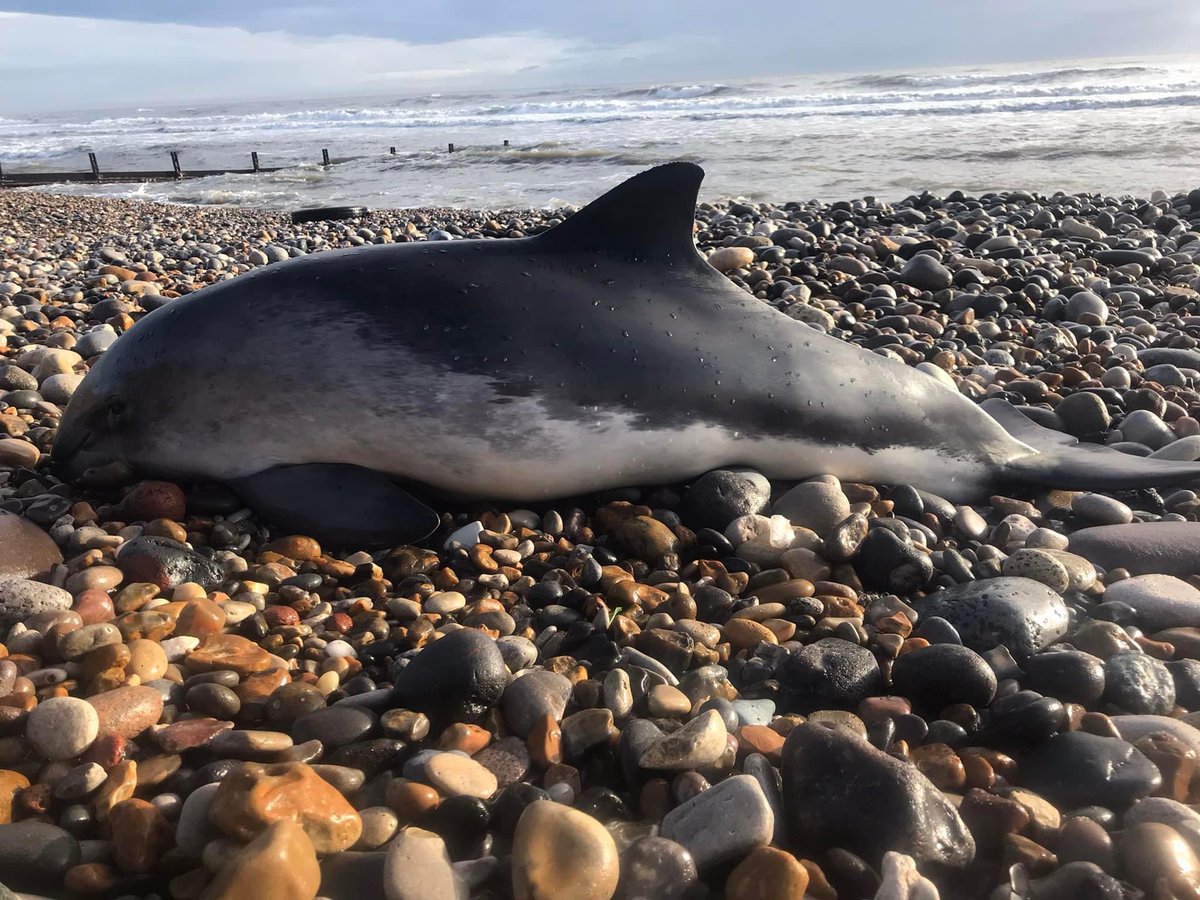 Today BDMLR were alerted to a stranded Porpoise at Seaham. Volunteer medics included a mixture of old and new SeaScapes staff who knew the area well. The team managed to re-float the Porpoise and we hope that she can now continue to swim and feed along our amazing coastline 🐬