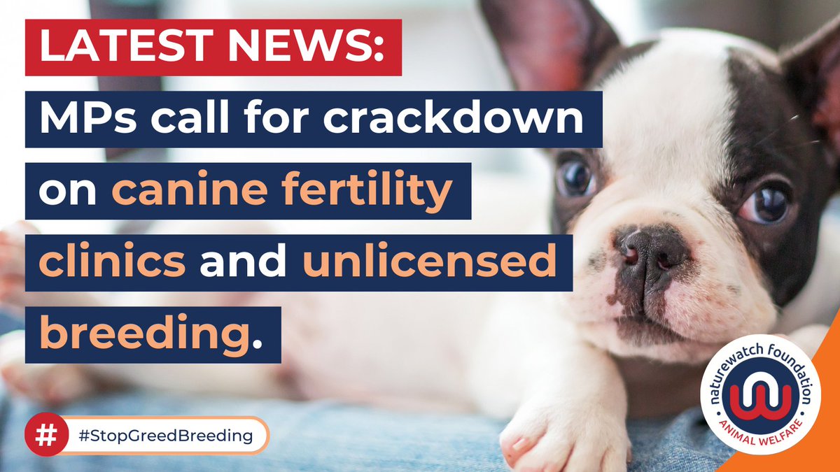 🐶 MPs from @CommonsEFRA have called for a crackdown on #CanineFertilityClinics and unlicensed breeding, following evidence provided by Naturewatch Foundation and others. Find out more here: 👉 naturewatch.org/mps-call-for-c… #StopGreedBreeding