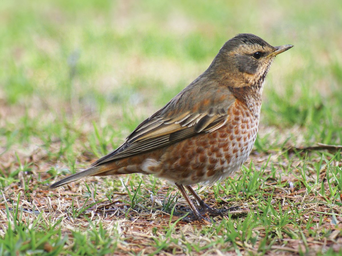 In BB this month Interesting paper on Johann Friedrich Naumann and the advance of ornithology by Karl Schulze-Hagen and Tim Birkhead ➡️bit.ly/3vGUjjq 📷M. Nishimura Naumann’s Thrush Turdus naumanni, Kyoto, Japan, March 2009.