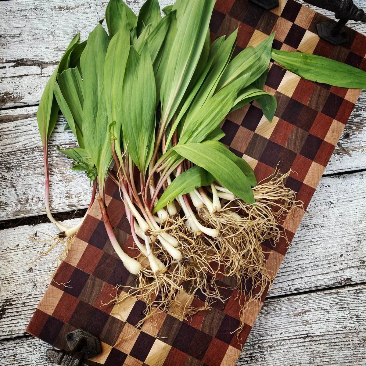 Ramps!! 🌱 A much coveted foraged delicacy amongst chefs and foodies alike. The season is short and it’s here! 🎉Sometimes called wild leeks, both the greens and white stalks are edible. 💚 #floralparkmarket