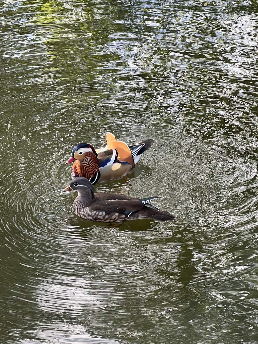 Well never seen these little fellas on the Regent’s canal in London before. How fabulous