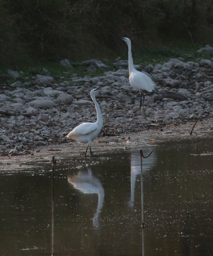 In BB this month Short notes on ➡️'Birds named after people' with contributions from Anthony S. Cheke, David Norman and Jon Dunn bit.ly/3vJjge7 ➡️Sky-pointing by herons by Andrew Bloomfield bit.ly/3VJtl5d 📷Andrew Bloomfield @NHarnser