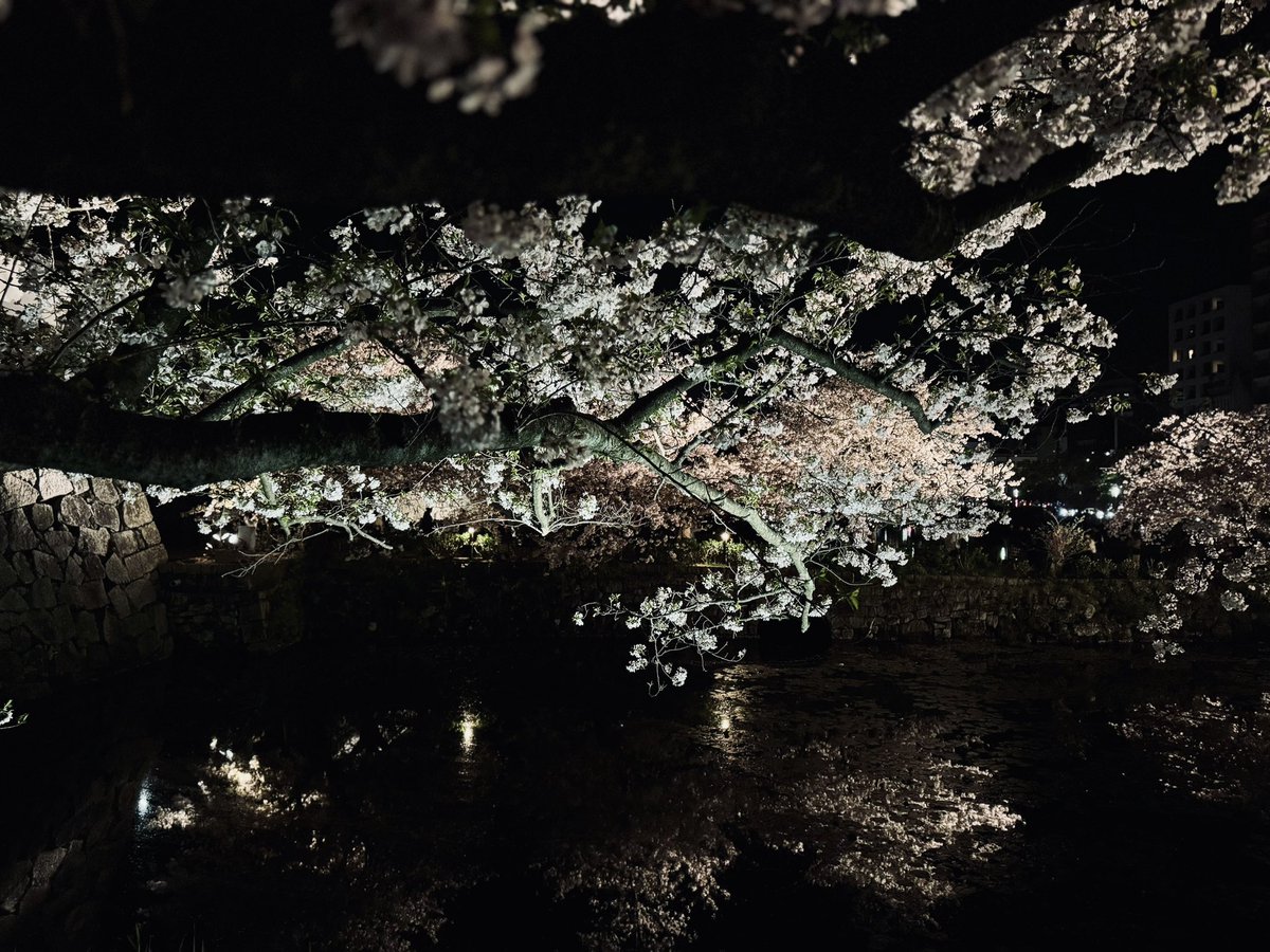 夜桜を見に少し散歩もしたよ。 忙しくて見れない方にお裾分けしますね