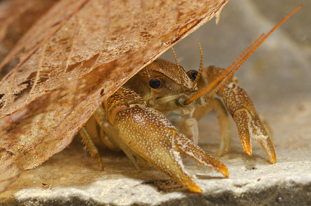 White-clawed crayfish carry up to 200 eggs for almost as long as a human pregnancy. The female holds the eggs under her tail for 8-9 months and when they hatch, the infants cling onto their mother for the first two weeks of their life! ✨ #FunFact 📸 Shutterstock - MarcoMaggesi