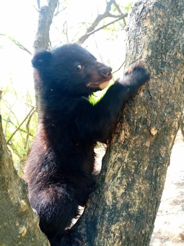 @PunjabWildlife @Marriyum_A @WildlifeBoard @fourpawsint @WildlifeBoard, @fourpawsint and @PunjabWildlife hope to work together to provide a safe and secure future for these rescued bears, stolen from their mothers in our northern forests when just babies & treated so cruelly to be used in street performances!