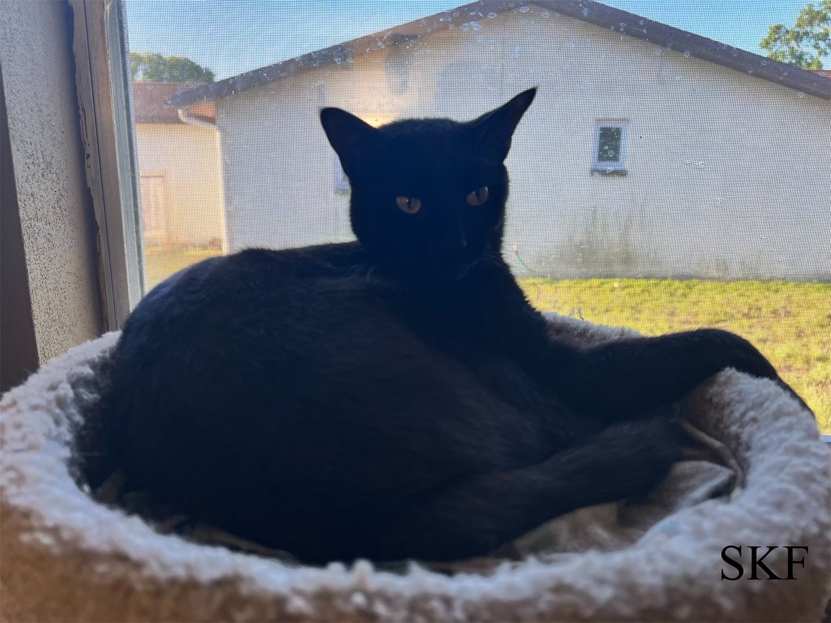 Phantom: Good #FridayMorning Everyone, I’m lying here on the office/den condo wondering what mayhem, trouble, and fun filled adventures I can get myself into today. 😹😹😹 #CatsOfTwitter #Panfur #RescuedCat