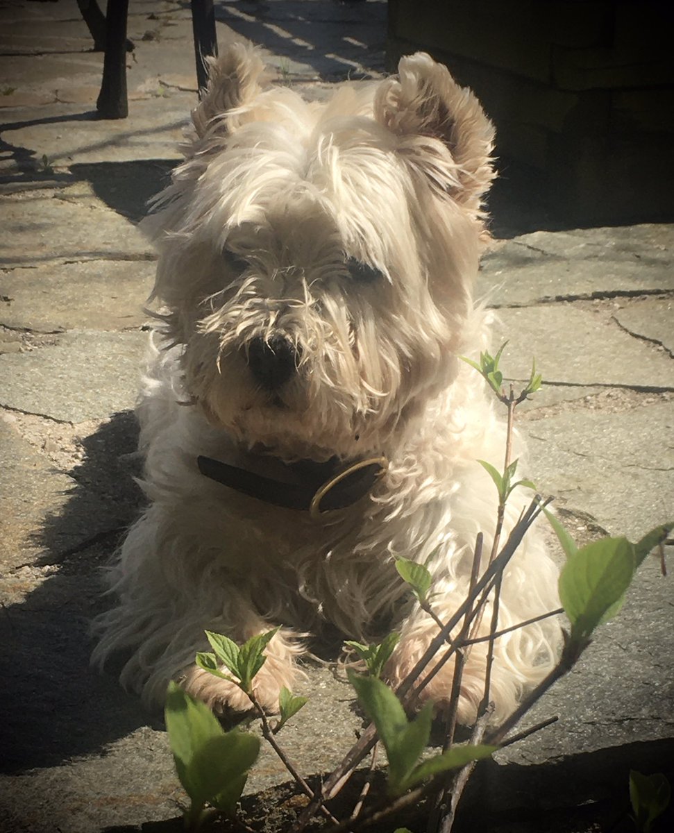 14 year old Reiff enjoying 21C sunshine in Bugey France. #Westie #dogs