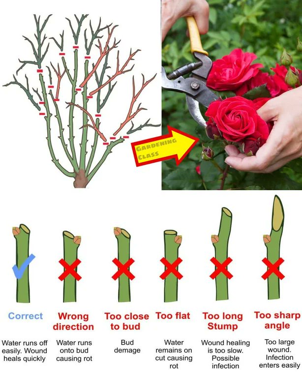 How to prune roses properly