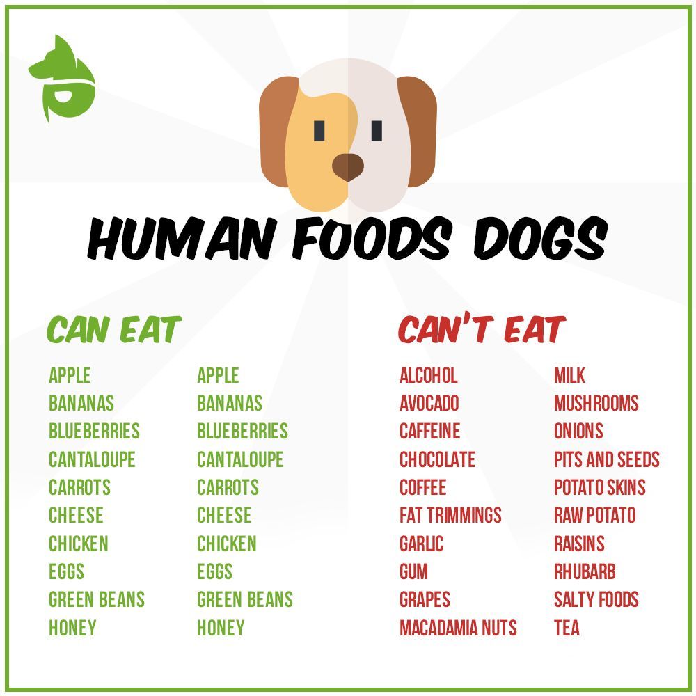 Common foods that are toxic and can potentially kill your pets. #Puprise #petstore #petparents #petsupplies #petlovers #petfood #petfood #petfriendly #petscorner #petsofinstaworld #dogsofinstagram #catsofinstagram #doglover #catlover #pettreats