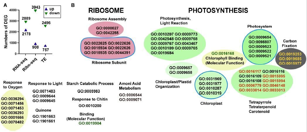 Arabidopsis Fhit-like Tumor Suppressor Resumes Early Terminated constitutive ethylene response1-10 mRNA Translation (Ranran Zhang, Wei Zhang, Chenrunshu Wang, Chi-Kuang Wen) buff.ly/4cEiy2p @ASPB #PlantSci