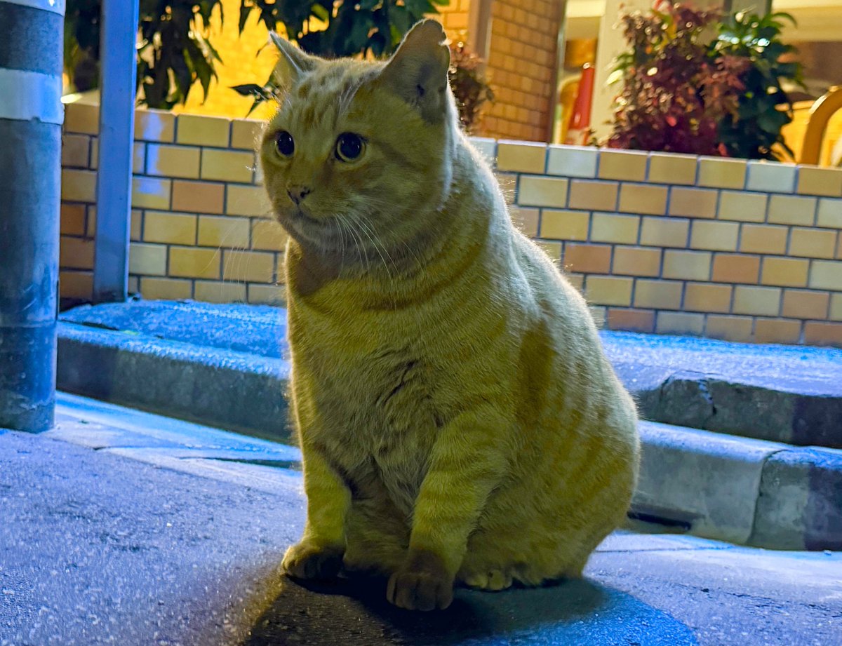 このアカウントで失礼します 地域猫を探しています！ 最近いなくなってしまいました 今も探していますが、見つかりません 東京都大田区糀谷地域です やみのは別に身バレしても構わないのでビチタロウに再会したいのです 何か心当たりのある方は教えて欲しいです