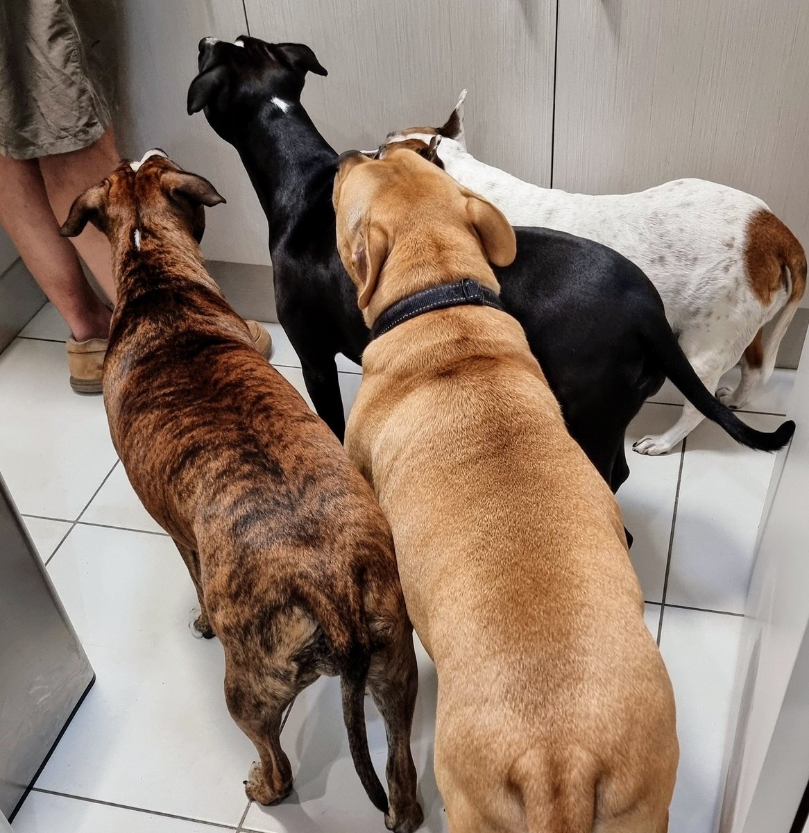 Every morning we all line up for our Glyde Mobility Chews, so we will have healthy joints! 😋 ♥ #staffy #staffie #amstaff #doglife #Glyde