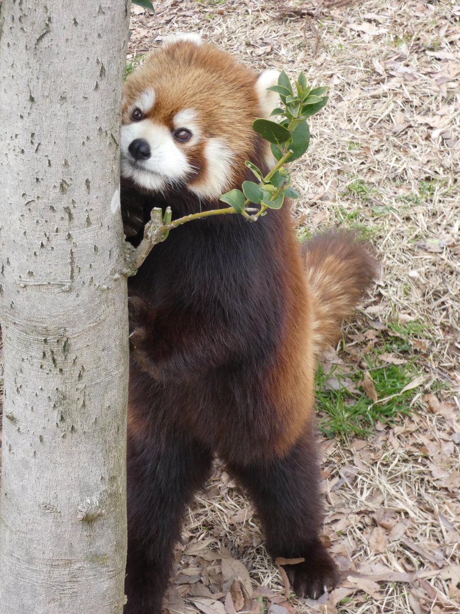 かんた 何見てるの？？

2024.3.14
 #鯖江市西山動物園
 #レッサーパンダ
 #かんた