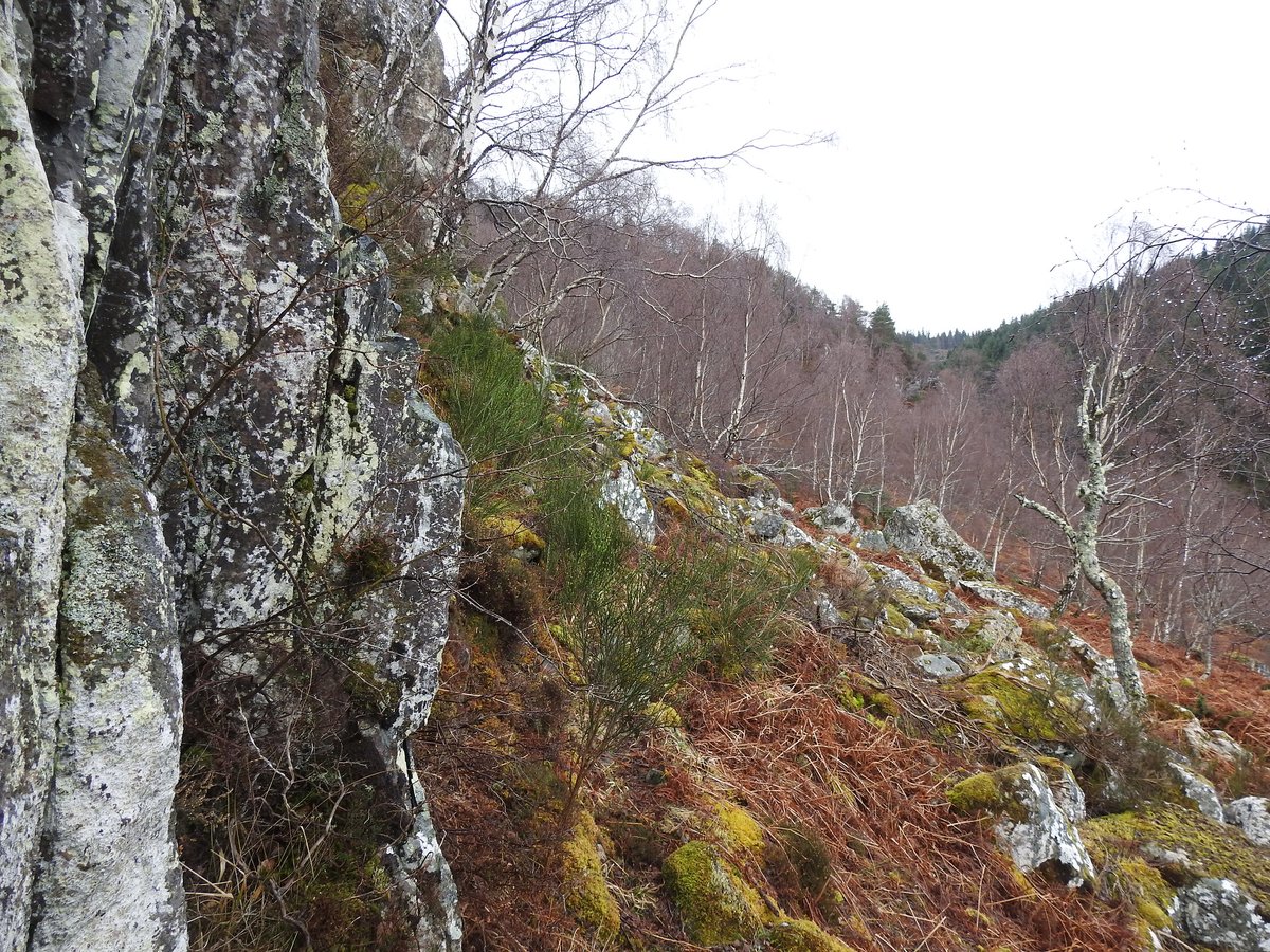 Was recently sent the late David Welch's copy of Mary McCallum Webster's Flora of Moray, Nairn & E Inverness by @1DavidElston. Straight away was intrigued to see an 1885 record of forked spleenwort (Asplenium septentrionale) at 'Inverfarigaig'. Went out the next day & refound it!