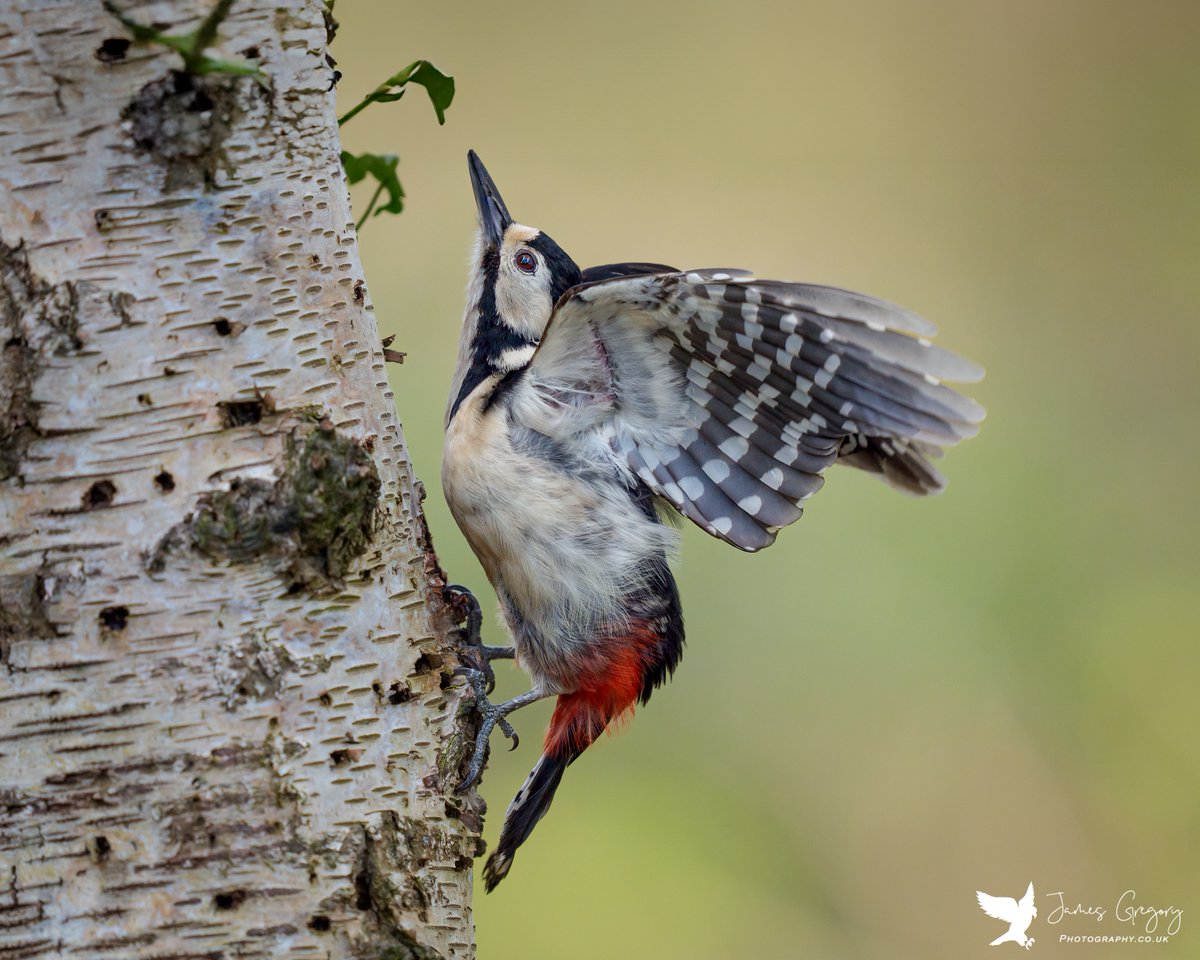 Great Spotted Woodpecker (Sony A9iii 400mm) #SonyAlpha #BirdsSeenIn2024 #thebritishwildlife #TwitterNatureCommunity @Natures_Voice