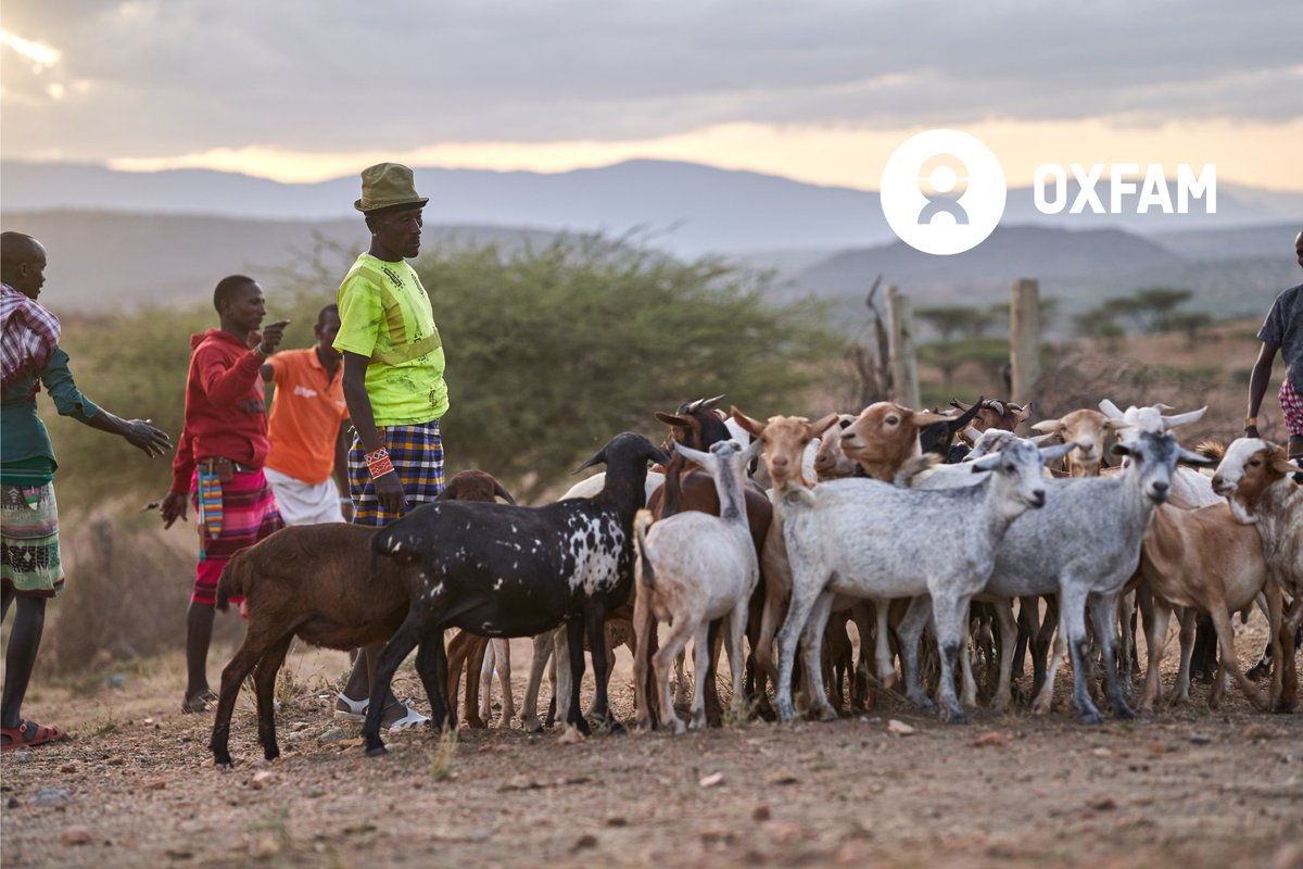 The 2020-23 deadly drought killed nearly all the @SamburuCountyKE's Swari village's dependable livestock. Such is the fate of most pastoralists during climate disasters. The @ScotGovID's funding compensated for the community's losses with @SNDAfrica facilitating the restocking.