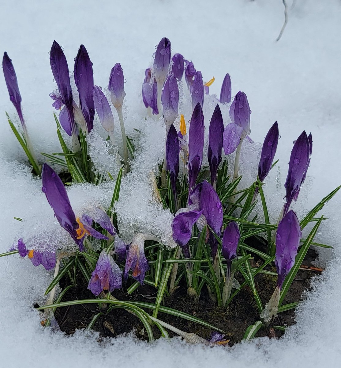 Pretty sure my Crocus were wondering if they jumped the gun this year. Warmer days are coming, hopefully there will be a lot more flowers soon.