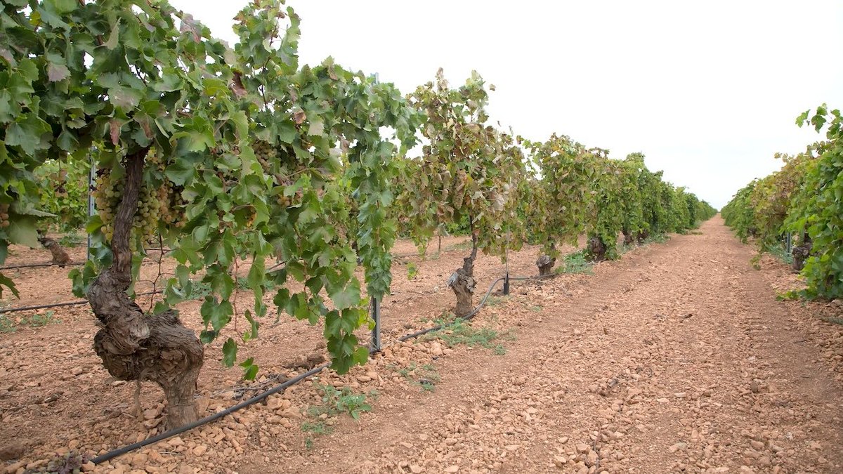 QuixoteConcent's tweet photo. Cooperativas Agro-alimentarias Castilla-La Mancha manifiesta su preocupación y malestar por las graves repercusiones que a nivel económico y comercial tendrán las cooperativas de la región ante las resoluciones denegatorias de ayuda a la producción

https://t.co/ByxzCCog7M https://t.co/eCsesPasNz