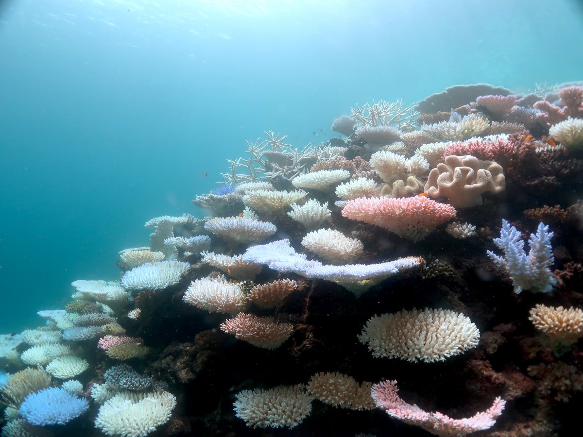EVERY MAJOR REEF TOURIST DESTINATION HAS BEEN AFFECTED. Which of course was entirely predictable if you do nothing about curbing fossil fuels. (Picture from Lizard Island, northern Great Barrier Reef, last week)