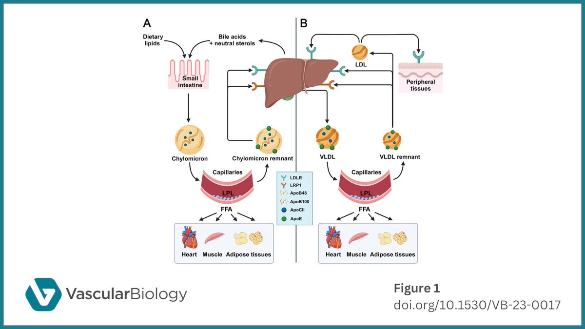 🆕Review article alert🚨:
Atherosclerosis: an overview of mouse models and a detailed methodology to quantify lesions in the aortic root, by Jamie I van der Vaart et al. 

Read it➡️doi.org/10.1530/VB-23-…

#VascularBiology #OpenAccess