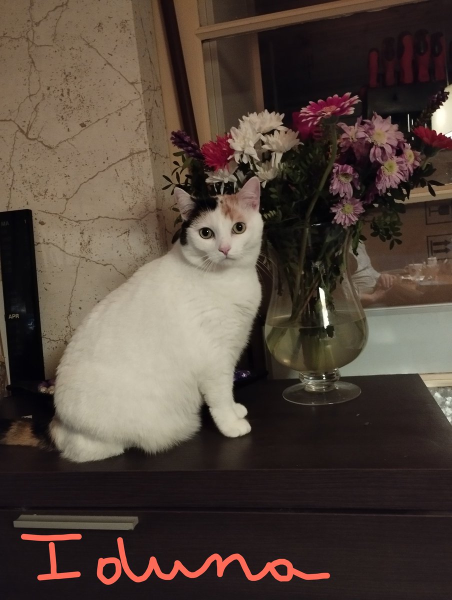 Yay, it 's Friday! #friyay #FridayFeeling Iduna loves to admire my flowers. #calicocrew #CatsOnTwitter #flowergirl Nearly weekend! 😀