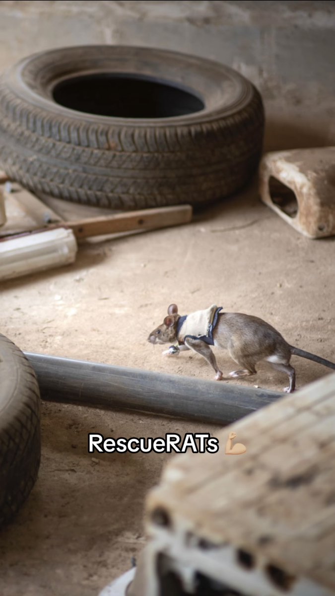 And now they are testing whether these #herorats equipped with special vests can help out in search and rescue operations by alerting rescuers when they find a victim!!