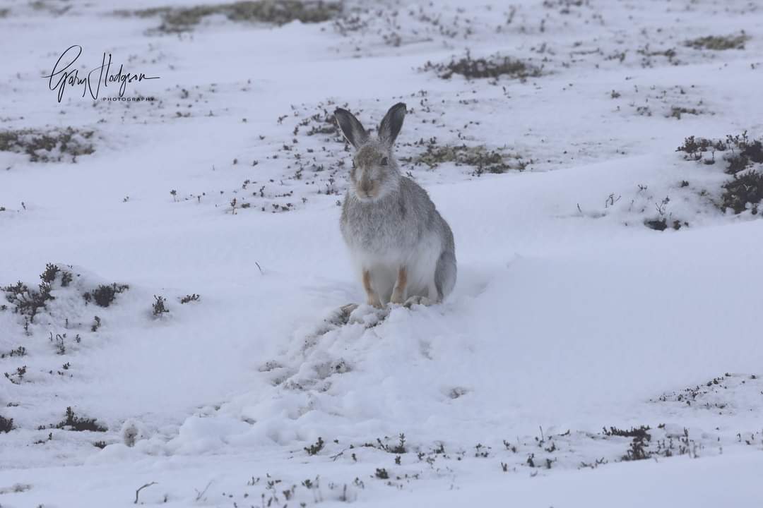 Great to see fresh snow down to low levels again here in the Cairngorms. Yesterday I was out photographing my local mountain hares.
#mountainhares #WINTER #snow #snowing #Weather #StormKathleen #WeatherUpdate #winter2024 #wildlifephotography #NaturePhotography