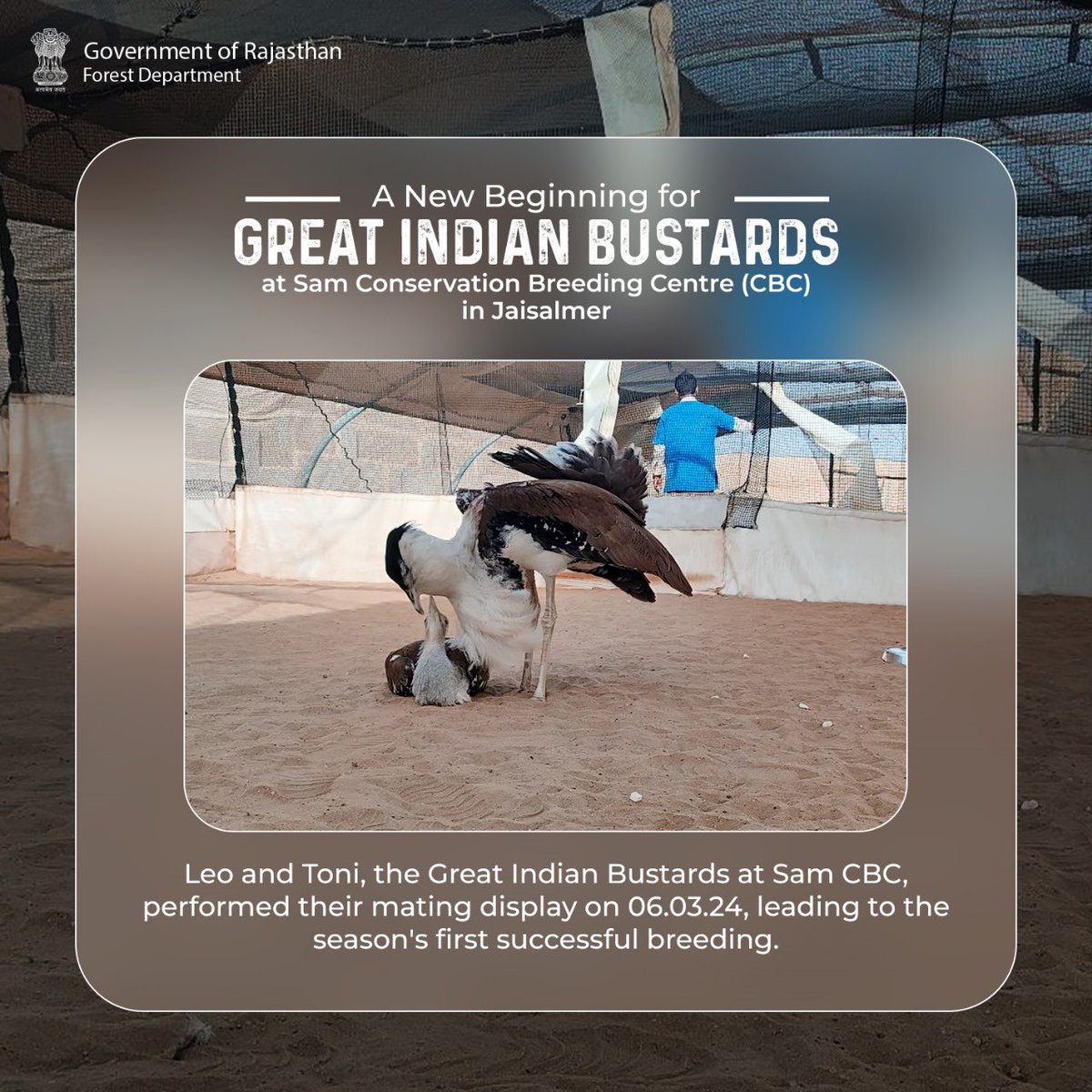 Rajasthan Forest Department (RFD), Wildlife Institute of India (WII), and Ministry of Environment, Forest, and Climate Change (MoEFCC) celebrate a monumental success in Jaisalmer: the first captive-bred Great Indian Bustard chick of 2024 has hatched at the Sam CBC! ✨