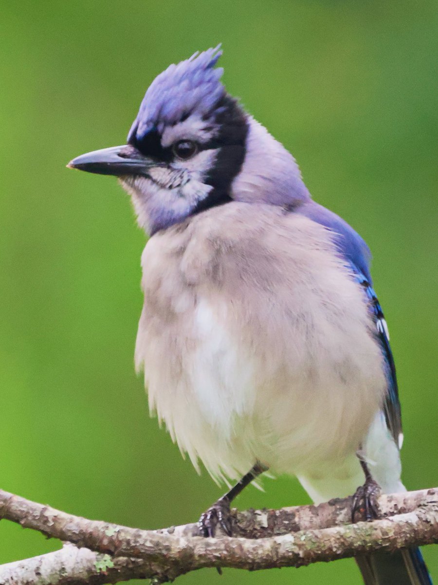 A beautiful Blue Jay on a cool morning in Northwest Florida. #fridaymorning #BirdsOfTwitter #BirdWatcher