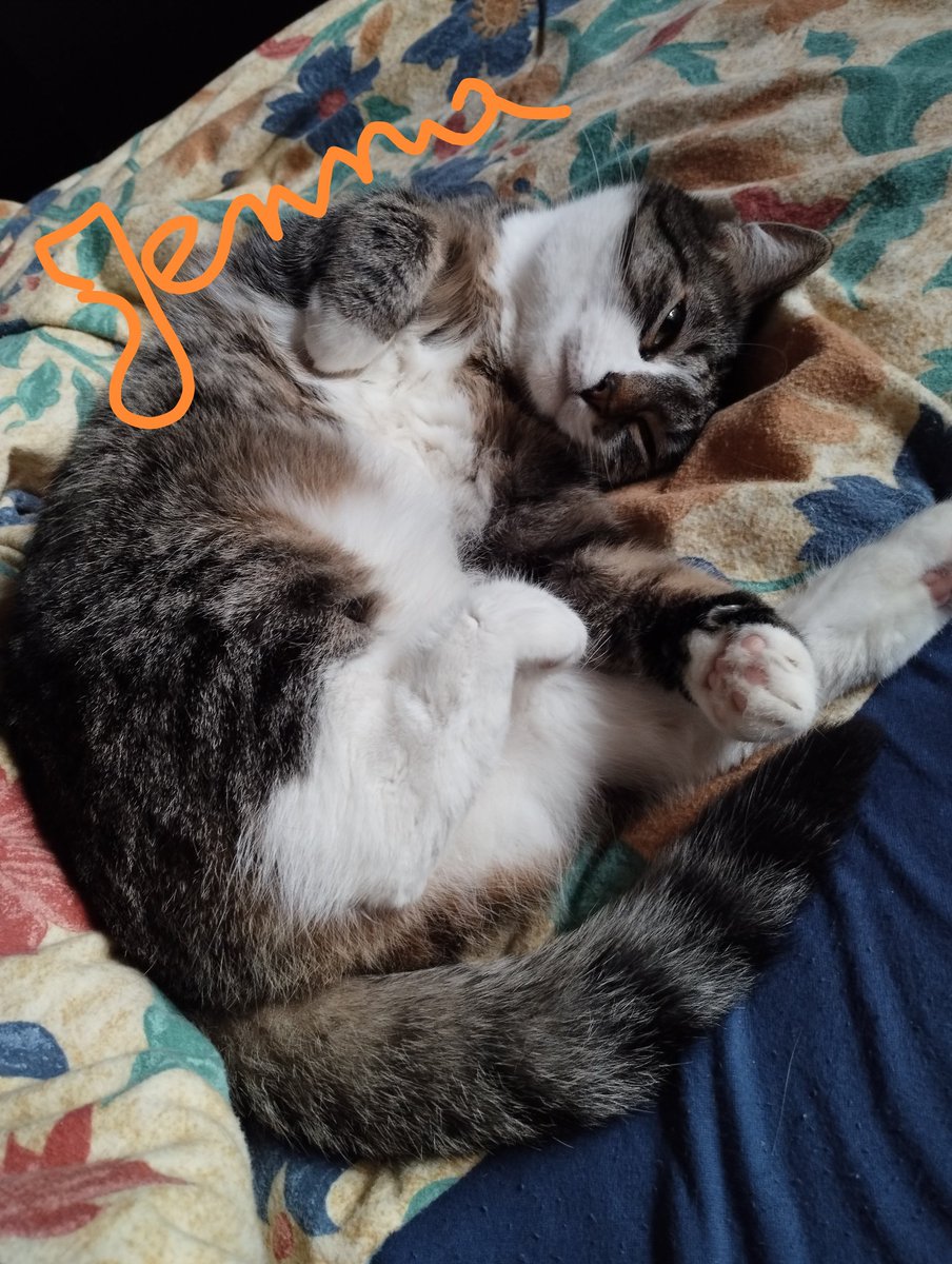 Happy #jellybellyfriday, everyone! Look at my sweet Jenna this morning on my bed. #tabbytroop #CatsOnTwitter #friyay #FridayFeeling #nearlyweekend