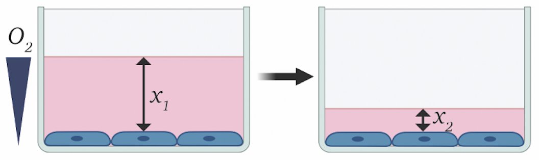 Cell culture is often viewed as hyperoxic. However, cellular oxygen consumption rates can outstrip oxygen delivery – making the pericellular microenvironment actually hypoxic. We took a simple approach to increase oxygen provision by decreasing culture medium volumes. 1/6