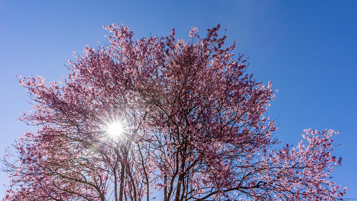 Dia de calor com si fóssim a l'estiu. Només ens faltaria dir: 'bona revetlla'. Sort que som a la primavera.