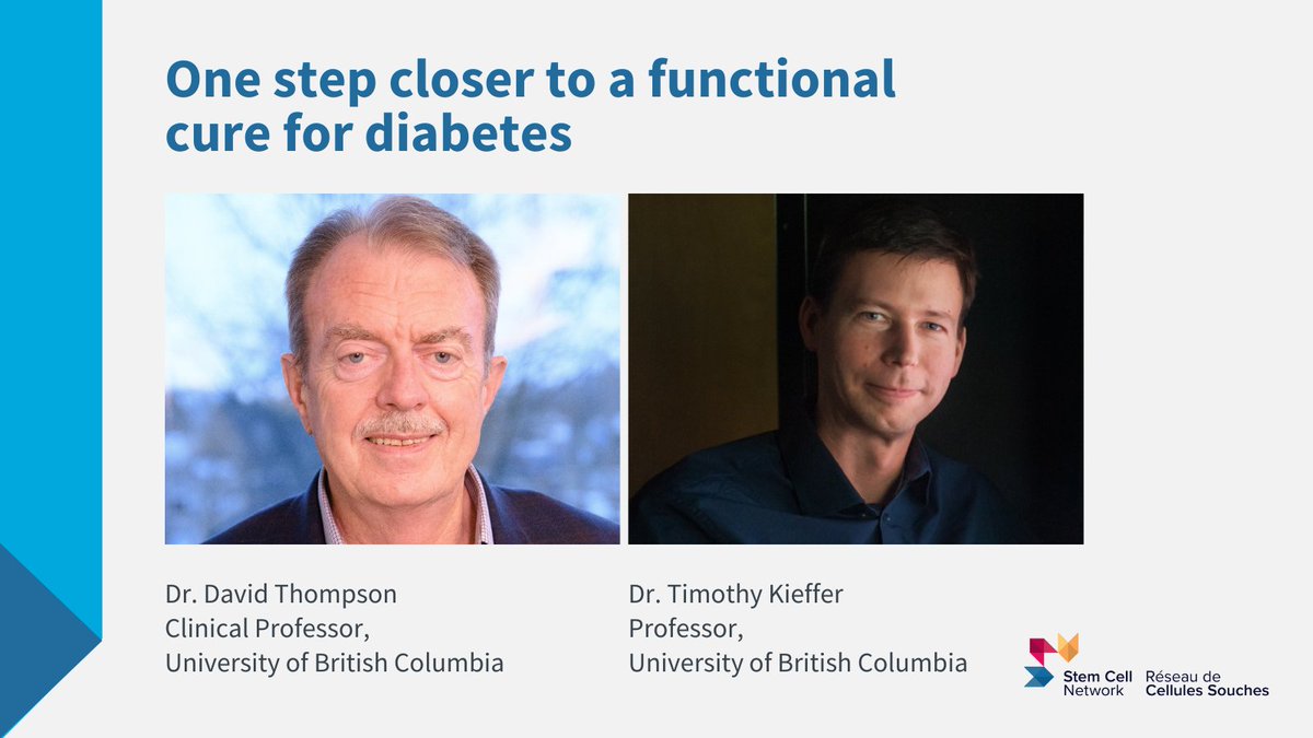 #InCaseYouMissedIt: SCN interviewed Drs. David Thompson and Timothy Kieffer to discuss their research and clinical trial using stem cell-based devices to find a functional cure for those with type 1 diabetes. 🧬 Read more. ➡️ stemcellnetwork.ca/stem-cells/res… @VCHhealthcare