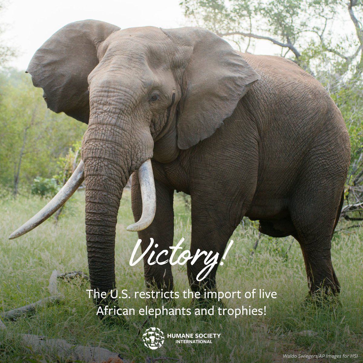 🐘 Big news! 🎉 The U.S. has increased federal protections for African elephants, providing better scrutiny and restrictions for the import of live African elephants and their hunting trophies thanks to your support and our ongoing advocacy efforts. HSI remains committed to…