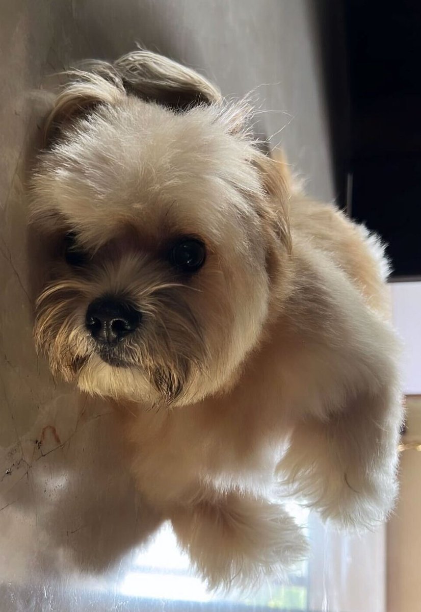 allanation428's tweet photo. the market dumped because y'all chose cats over dogs.

lesson in there.

study hooman's best friend 🐶 https://t.co/eCrCU0xA6W