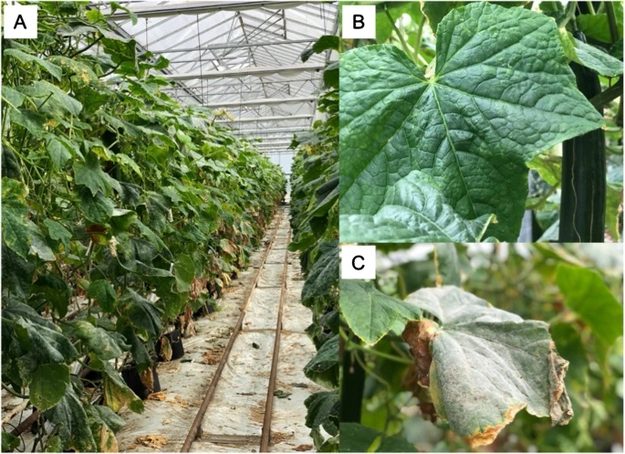 Lankinen, Å., Witzell, J., Aleklett, K. et al. Challenges and opportunities for increasing the use of low-risk plant protection products in sustainable production. A review. Agron. Sustain. Dev. 44, 21 (2024). 
doi.org/10.1007/s13593…
ist.blogs.inrae.fr/agronomy/2024/…