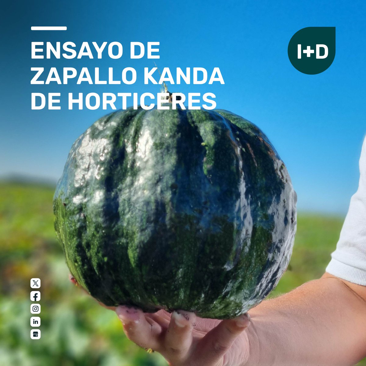 🌱 Ensayos de variedades de nuestro nuevo cultivar de zapallo Kanda de Horticeres! 🌱

🌿 Características destacadas:

🌀Buen cuajado de frutos
🌀Excelente estado sanitario del cultivo
🌀Forma redondeada y uniforme
🌀Textura firme del fruto

#ZapalloKanda 
#Horticeres