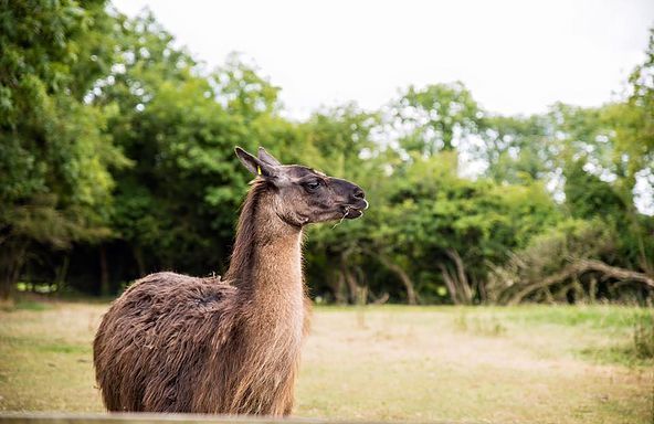 Do you know that Clonfert Pet Farm has over 20 amazing animals to see? What is your favourite animal? Comment below! #IntoKildare