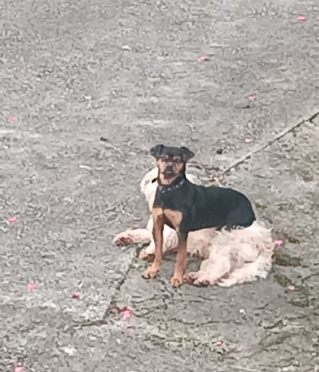 💥💥 a ver..en serio!.. pero ésto és normal ?!!
El cuerpo de Cuba, se fusionó con
las patas de Samba! 🤦🏻‍♂️😁