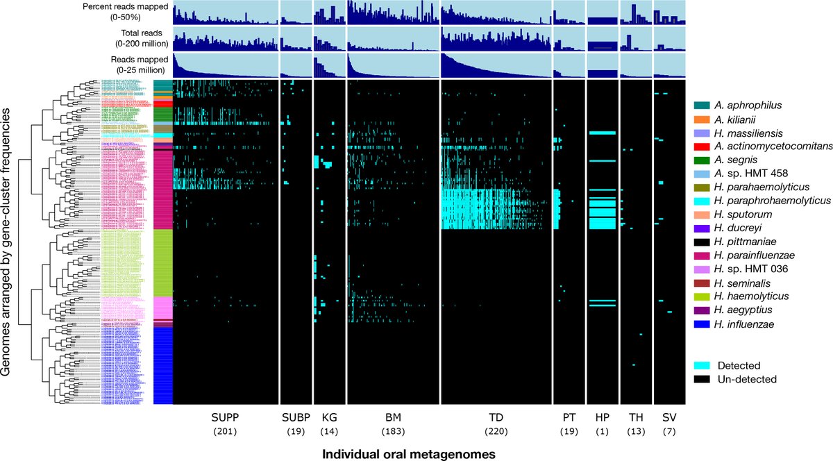 Metapangenomics shows that Haemophilus and Aggregatibacter bacterial species have distinct ecological niches in the human oral cavity, supporting the site-specialist hypothesis and highlighting how specific genomic traits shape microbial distribution. journals.asm.org/doi/10.1128/sp…