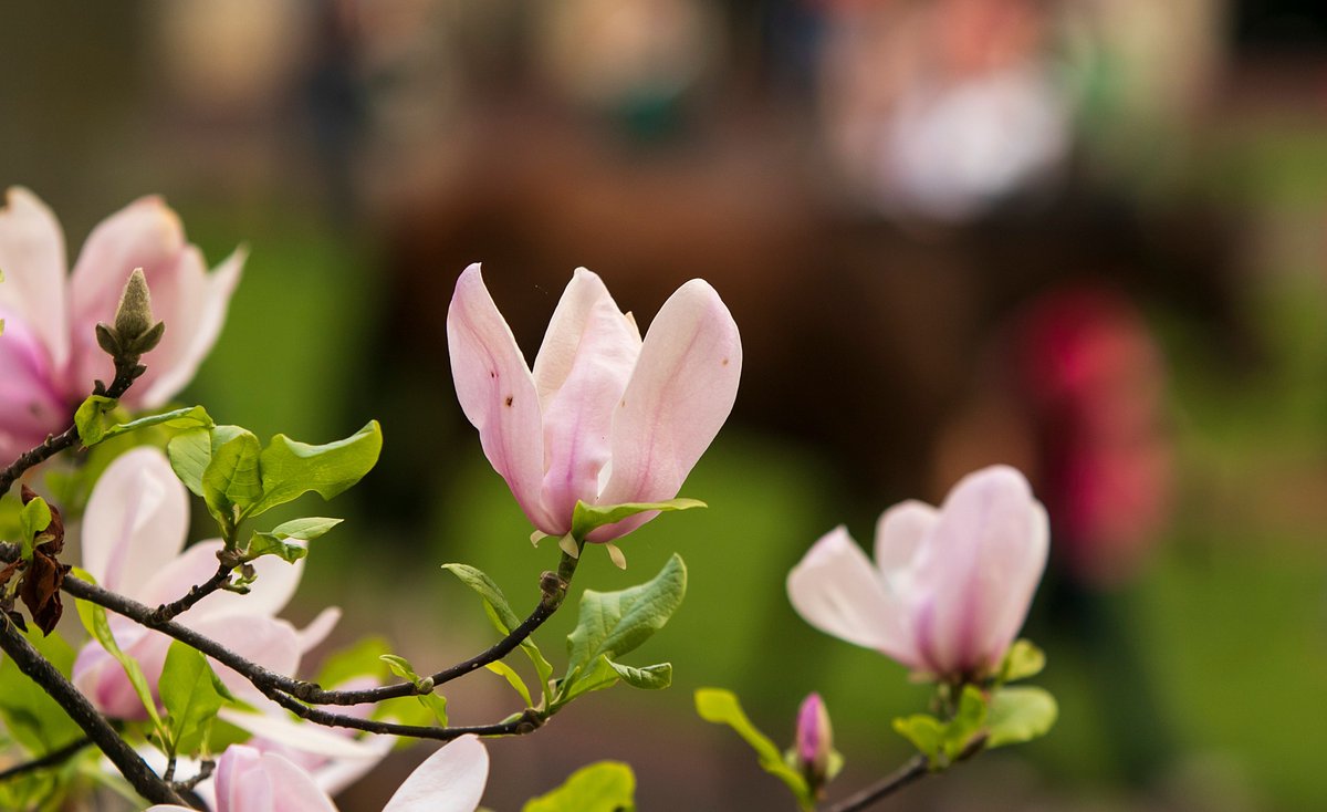 A sure sign of spring is @keenelandracing opening day! #openingday #signsofspring 📷 Candice Chave