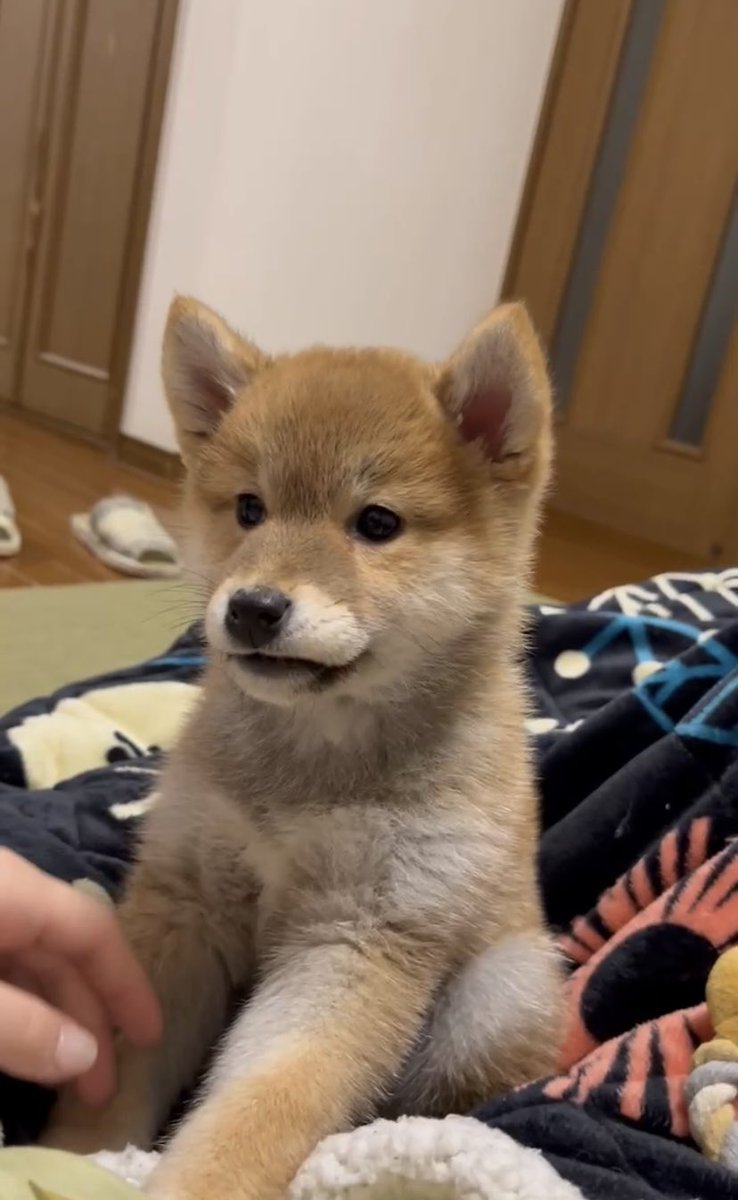 zigoku0721's tweet photo. マメシバを飼ったのです https://t.co/OibPQ1avse