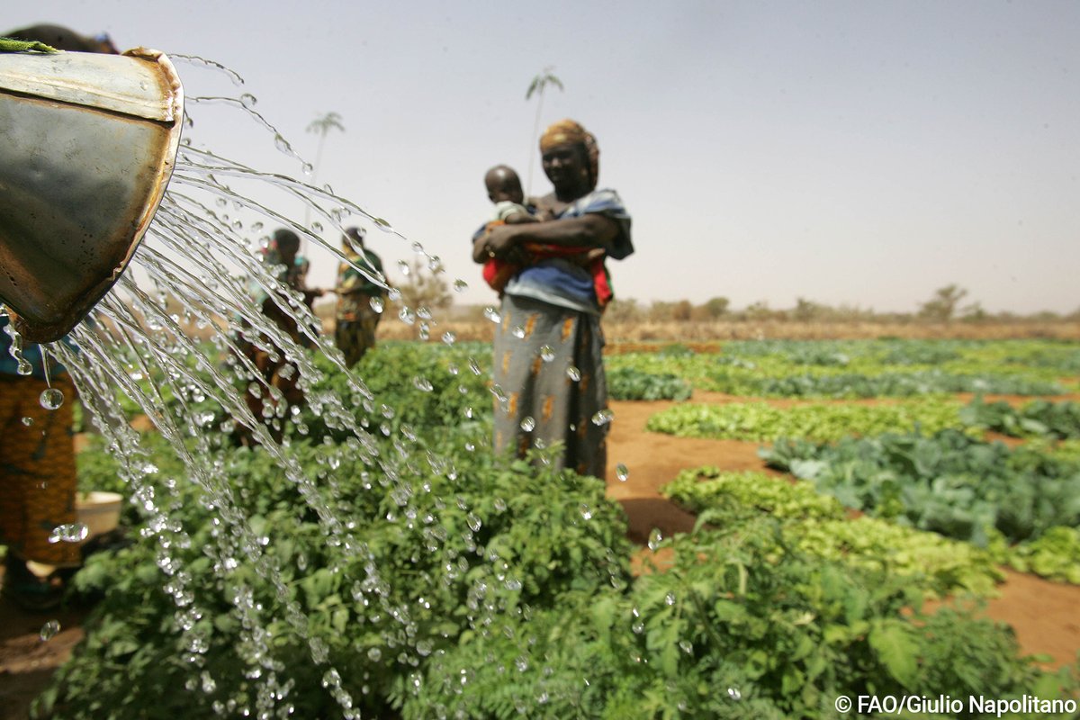 Despite representing only 2⃣0⃣% of agricultural land worldwide, irrigated land contributes to 4⃣0⃣% of agricultural production. Promoting the expansion of irrigated land holds promise for poverty alleviation and must be done in tandem with sustainable practices #WaterAction