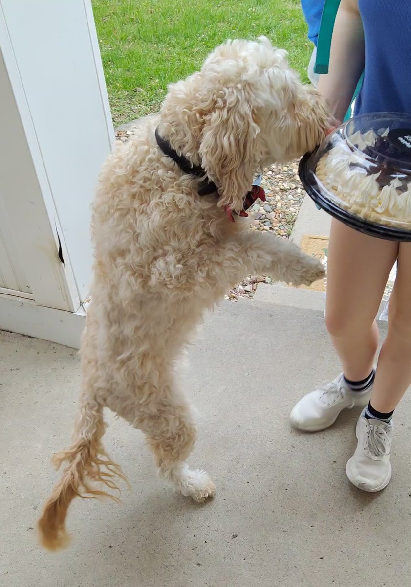 Happy #FluffyButtFriday pals I'm just inspecting this cake 👀👅😂
Also Happy Birthday to my Nana AND my aunt! 🥳
#dogsofX #AriesWorld