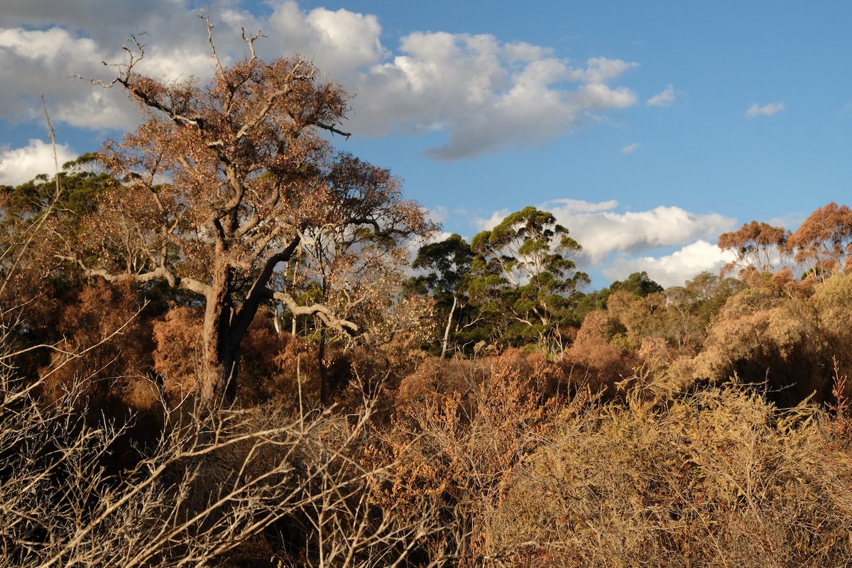 🚨🚨Here's more evidence of the impact of West Australia's record heat & lack of rainfall this time in Margaret River @earthseastar took these pics of dead/dying vegetation along the lower reaches of the river Still not a peep from @RogerCookMLA @ReeceWhitby #WAClimateEmergency